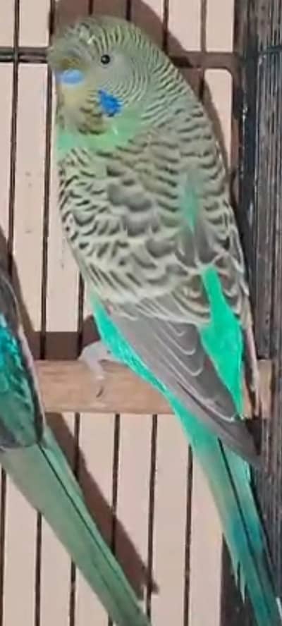 black face spirit combo