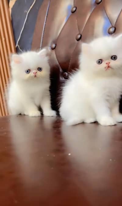 pure Persian kitten aur vaccinated triple long coted and littler trend