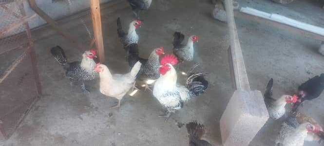 misri fayomi eggs laying hens