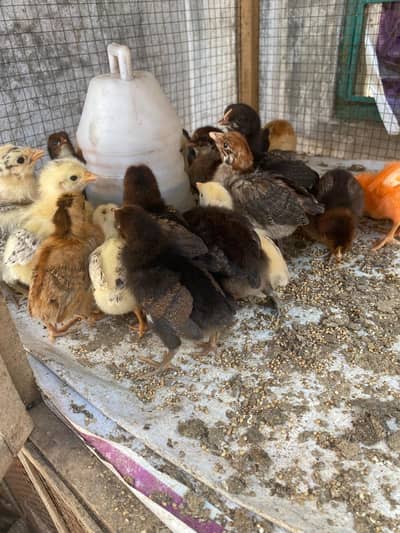 chicks available misri golden