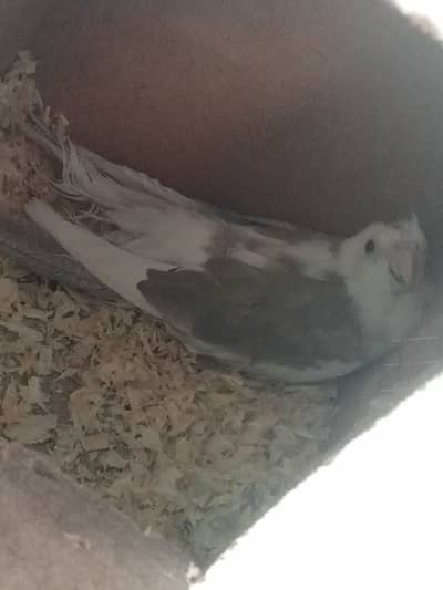 Cocktail Paid Pair Breeder and Budgie's Coloni