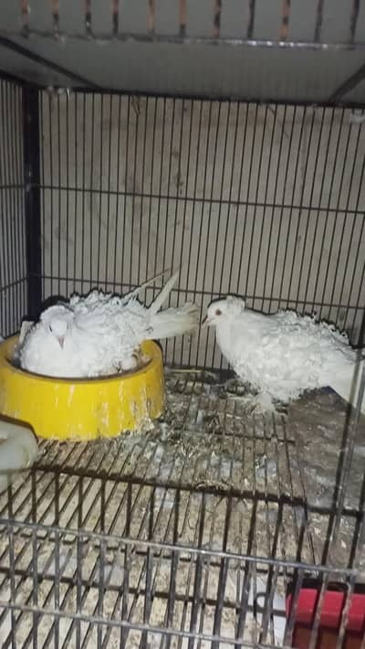 Frillback White pigeon  Rings  birds