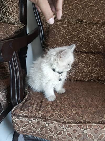 SIAMESE LONG HAIR MALE KITTEN