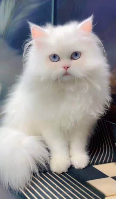 pure Persian kitten aur vaccinated triple long coted and littler trend