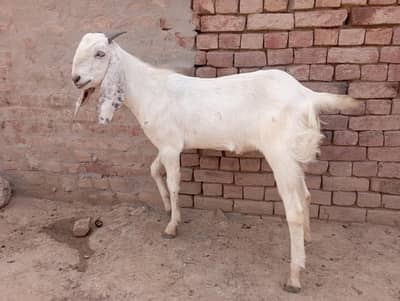 Bakery for sale urgent  qurbani k bakry