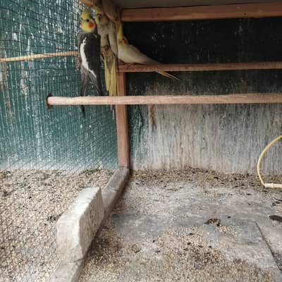 Adult Egg Lying Homebreed Cocktails