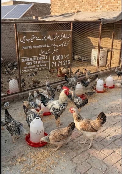 hens/ dandarawi hens | fancy hens | dandarawi chicken/hens