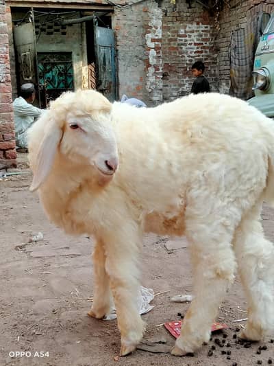 Dhumba for sale WhatsApp number 03173956752