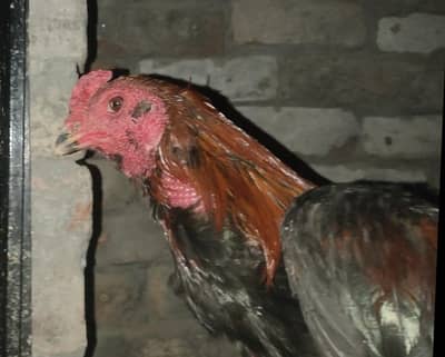 Thai chicks |murga| egg| pakoya