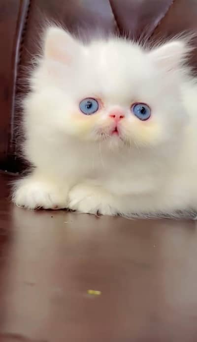 pure Persian kitten aur vaccinated triple long coted and littler trend