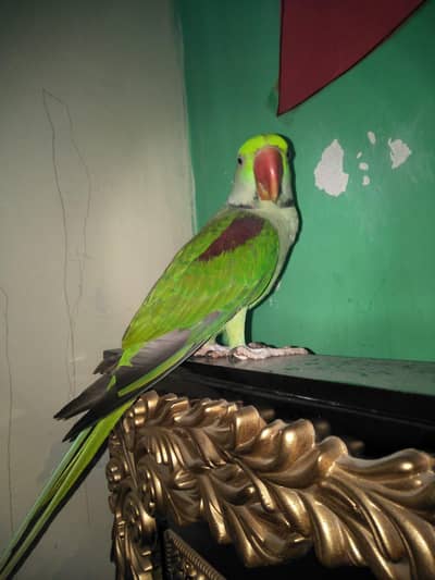 green parrot