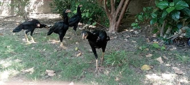 High Quality Aseel Hens 4 Female 1 Male Organic Natural Raised