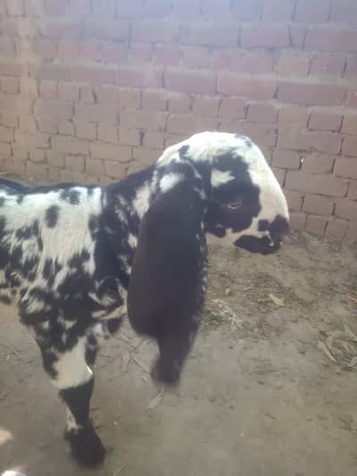 beetal female with 1 path. 3,o,o,4,8,5,6,9,6,5