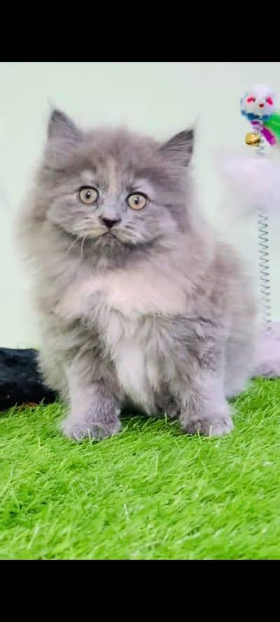 pure Persian kitten aur vaccinated triple long coted and littler trend