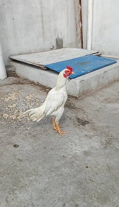 Safad aseel patha for sale he Badami nek nali he ki acha murgah he