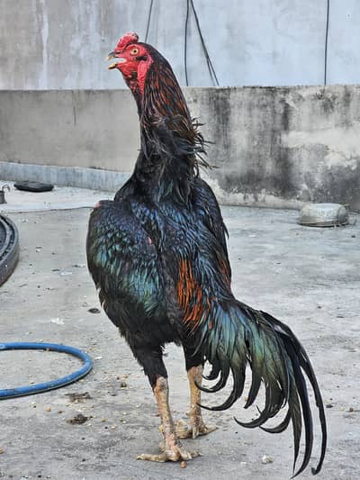 trat x pakoye x turkish aseel patha