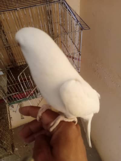 white Ringneck