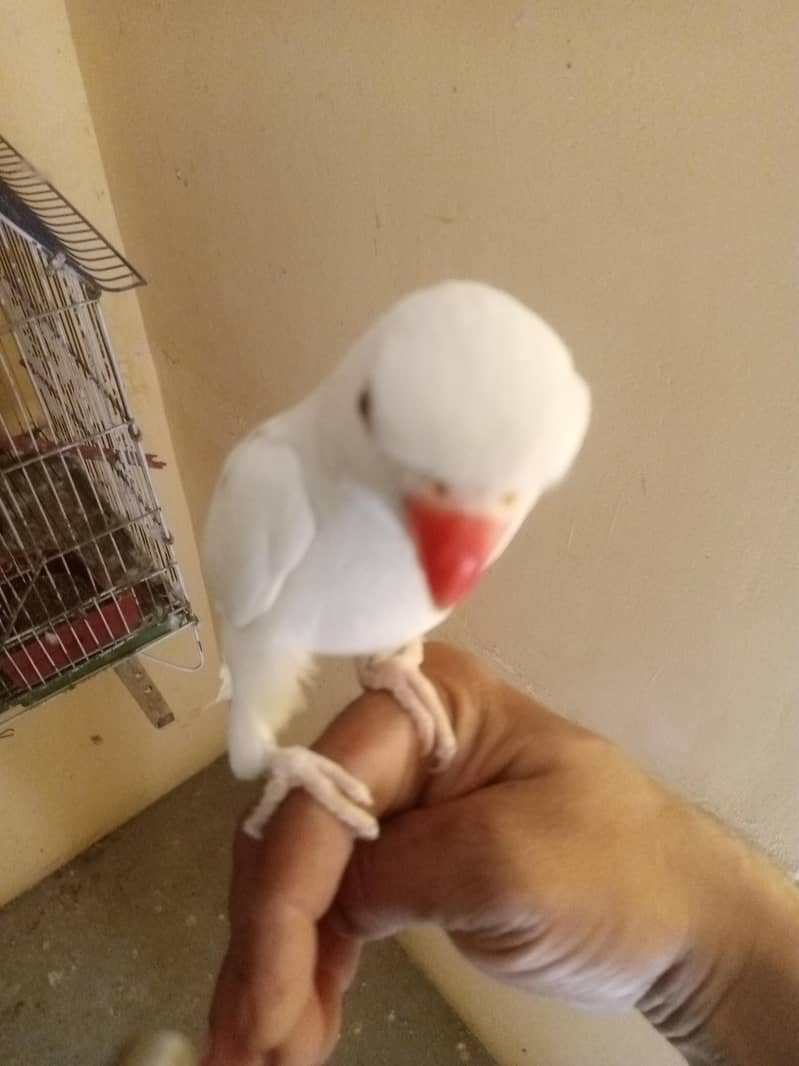 white Ringneck 1