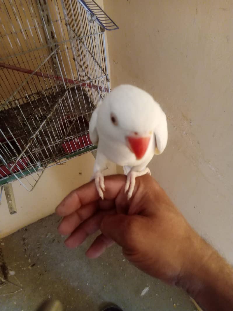 white Ringneck 2