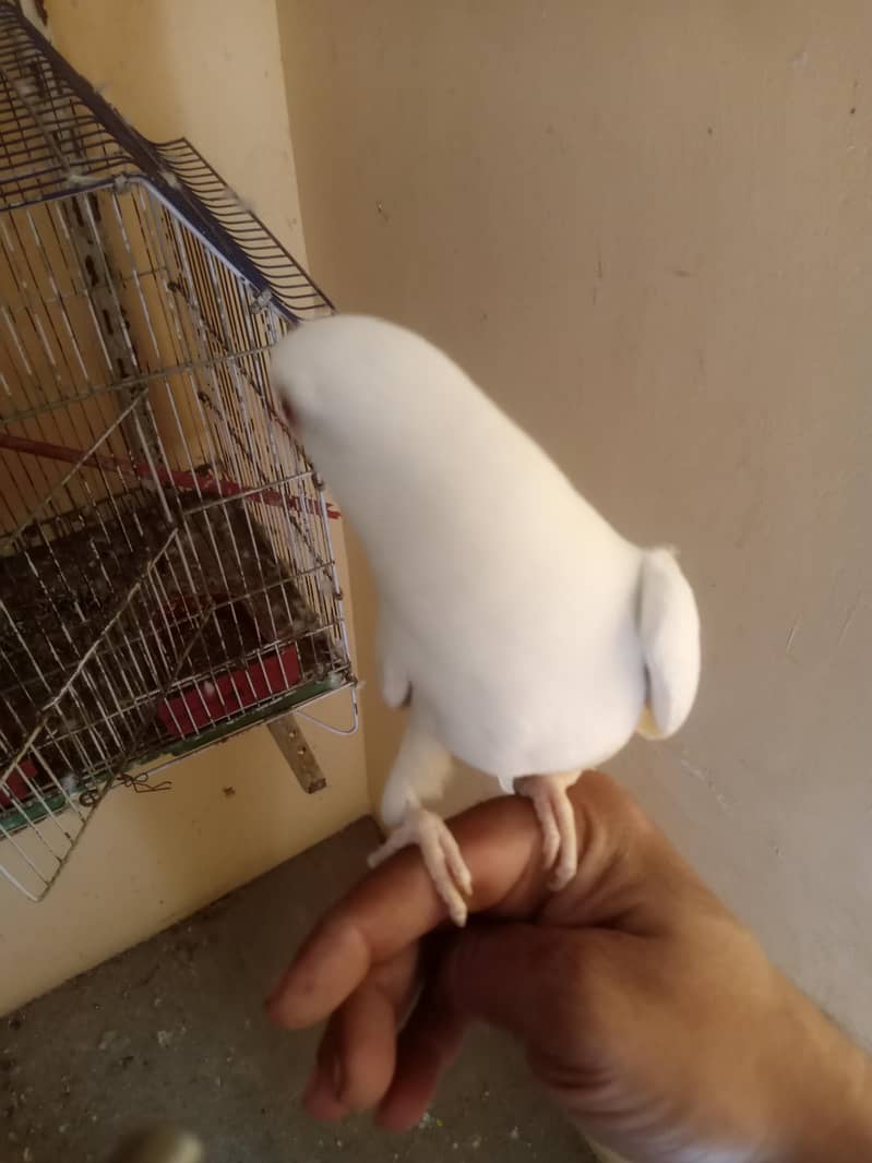 white Ringneck 3