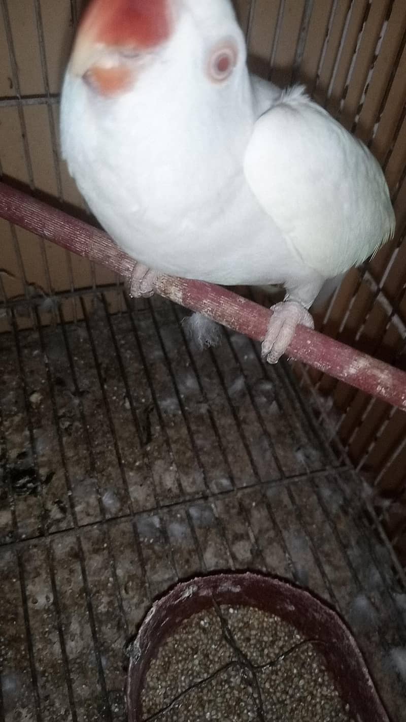 white Ringneck 4