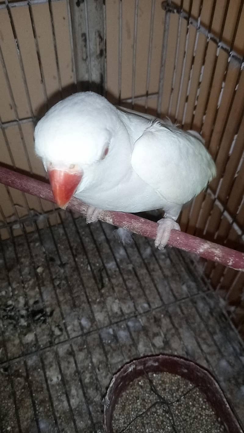 white Ringneck 5