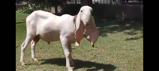 Pure Kajla male sheep