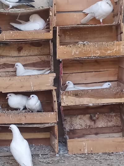 Patti walay kagazi black eyes makko  kaboter