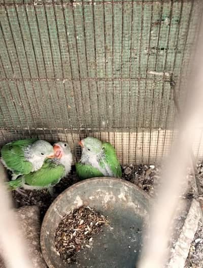 breading pair  03132598519