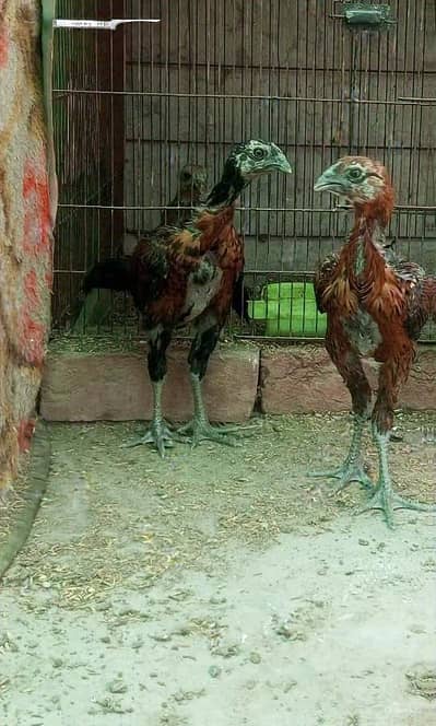 dragon checks pair and breeder female