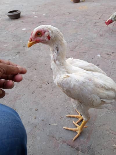 aseel chick with handsome amount