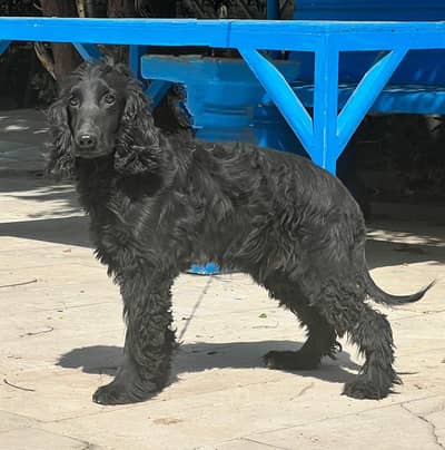 Cocker Spaniel Puppies | Cocker Spaniel Dog | Funcy Puppies | Pair Fo