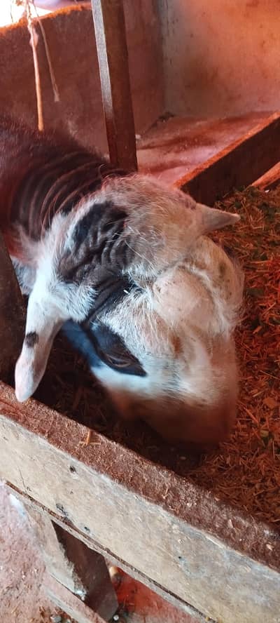 gulabi Tedda  abluck