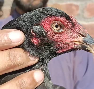 aseel Thai Vietnam cross