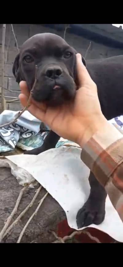 Cane Corso Puppy | Cane Corso Dog | Puppies | Imported Breed