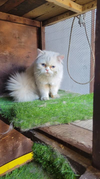 persian cat