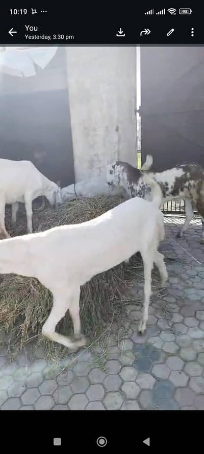 Rajanpuri bakra qurbani 2026
