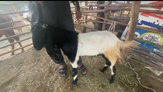 2 dant khassi bakra 03362086806