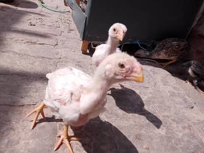 03038548515 high quality parrot beak  3 female 2 male