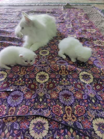 white Persian kittens pair