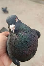 kalay zaak kabutar 2 brader Nar