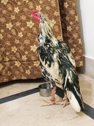 Aseel Murga Beautiful Murga