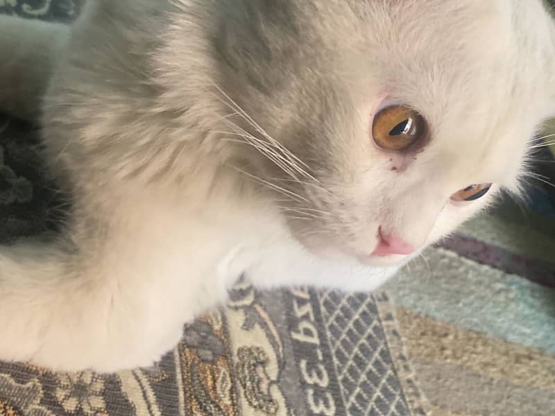 Cute cate 0