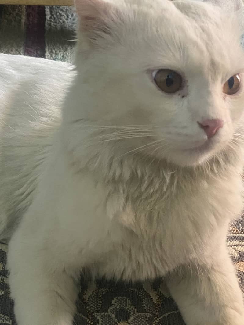 Cute cate 1