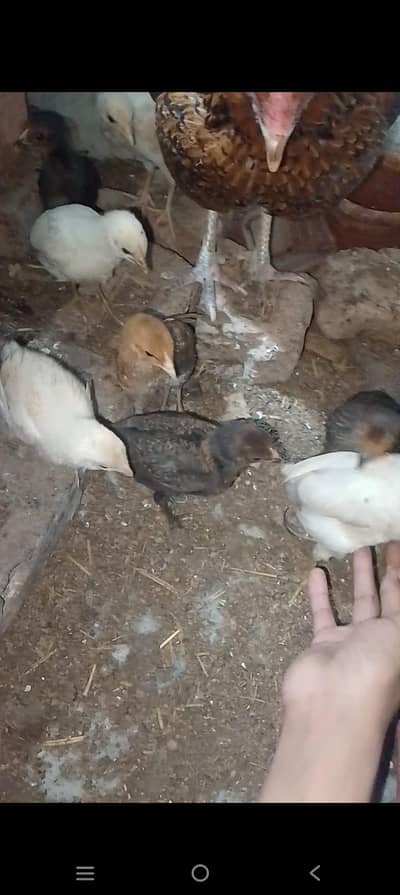 1 Aseel Hens with 8 chicks 54 Days Age