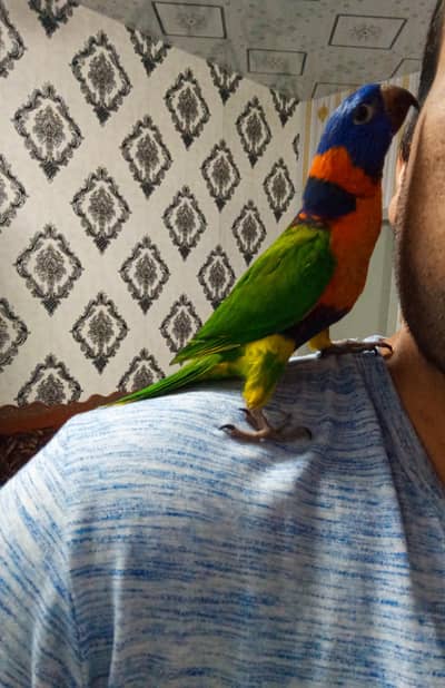 Red collar and swinson lorry and macaw chicks