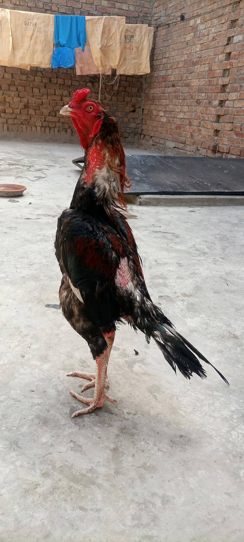 high quality patha 0