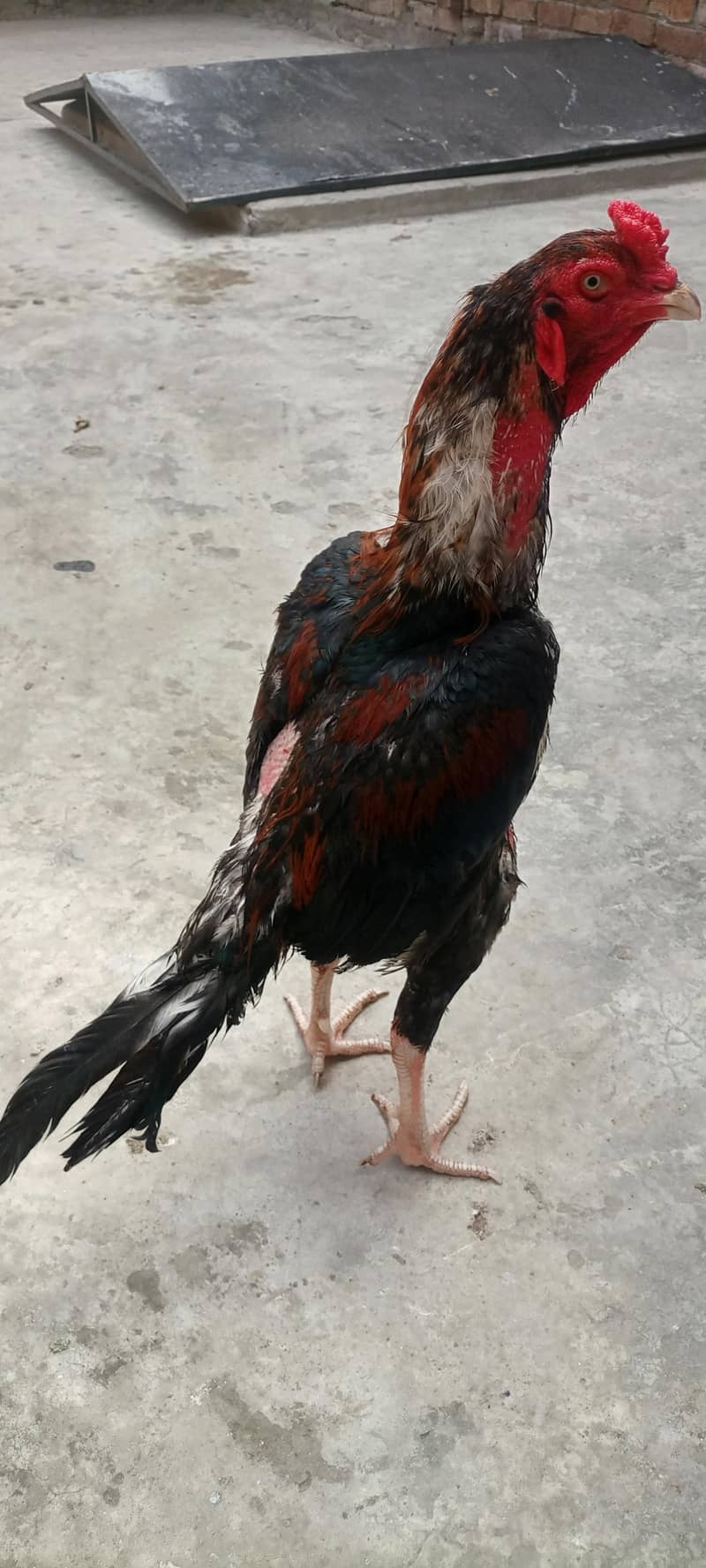 high quality patha 1