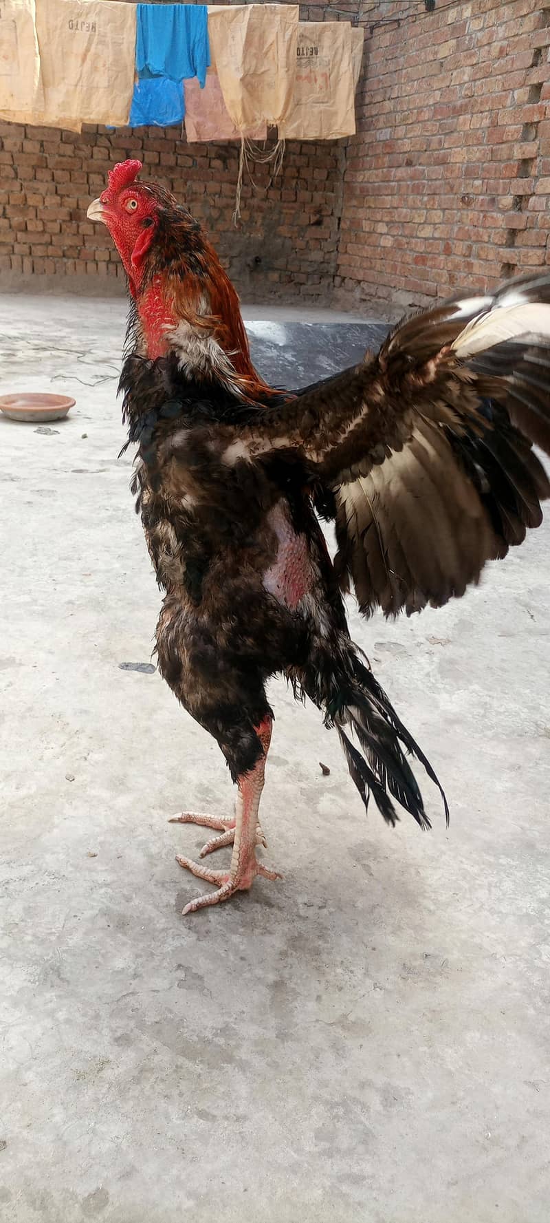 high quality patha 2