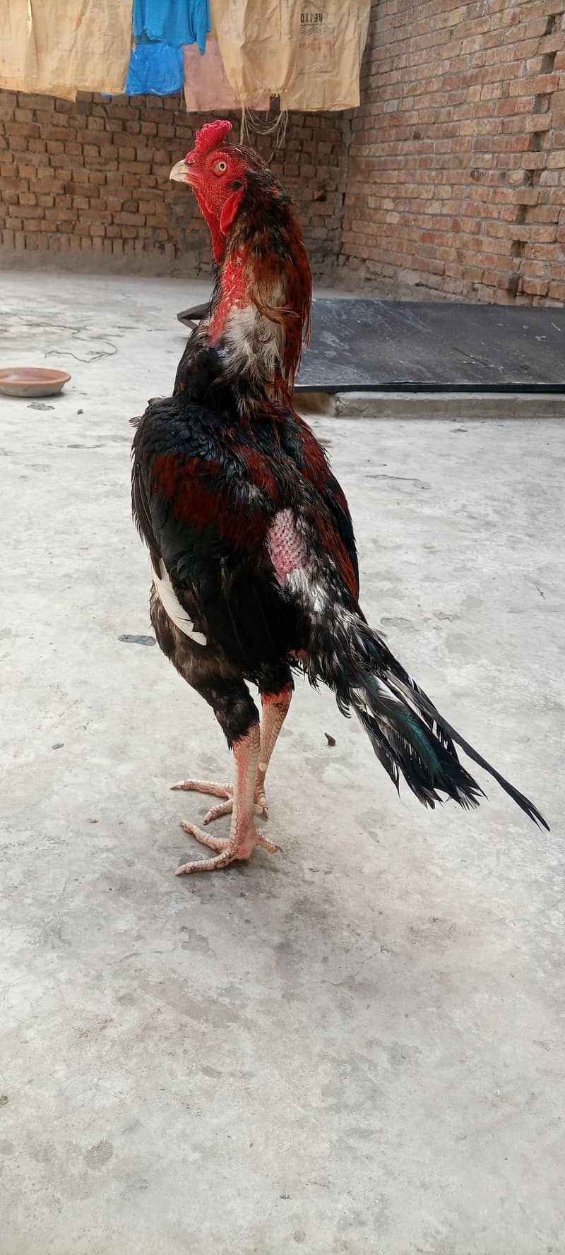 high quality patha 3